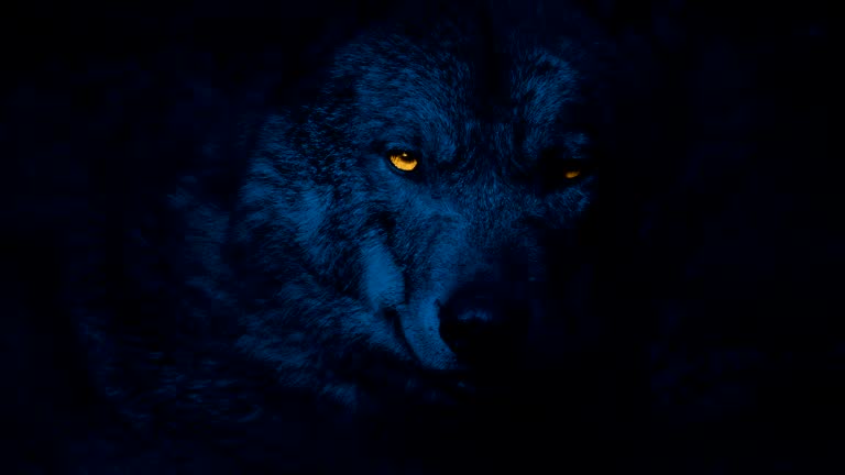 Wolf Growls With Glowing Eyes At Night