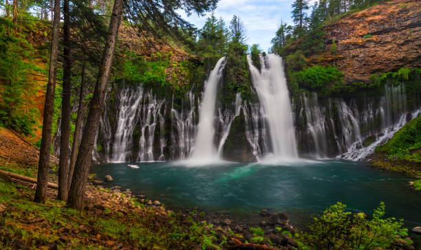 Burney Falls, CA McArthur-Burney Falls State Park is the second oldest state park in California, located about 6 miles north of Burney, CA. burney falls stock pictures, royalty-free photos & images