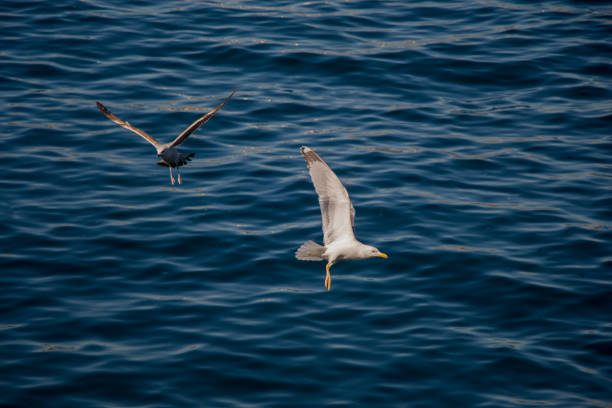 istock Seagulls are flying in the sky 815352618
