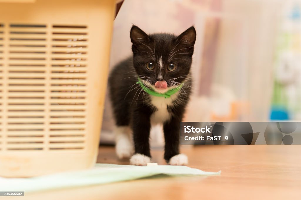 Anak Kucing Kecil Berwarna Hitam Dengan Payudara Putih Dan Kerah Hijau