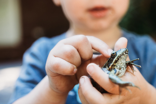 Child pets a buffo toad