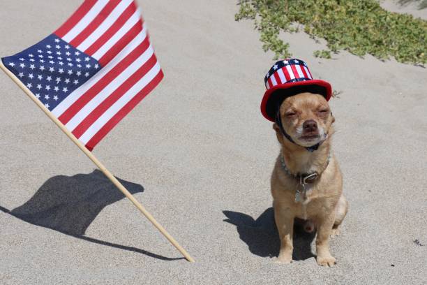 istock even a dog can be independent 815368304