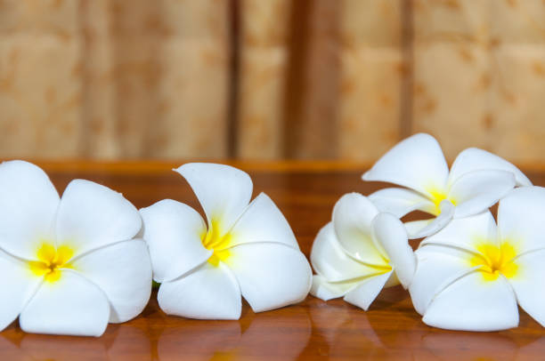 White Plumeria Pudica Flora Stock Photo - Download Image Now - Backgrounds,  Beauty, Blossom - iStock