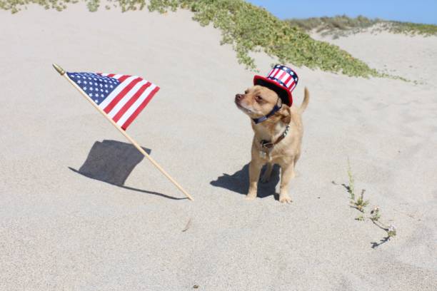 istock even a dog can be independent 815376614