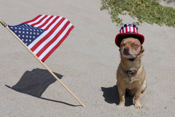 istock even a dog can be independent 815376618