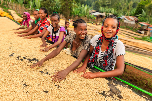 las niñas y mujeres clasificar granos de café, la áfrica del este - village africa ethiopian culture ethiopia fotografías e imágenes de stock