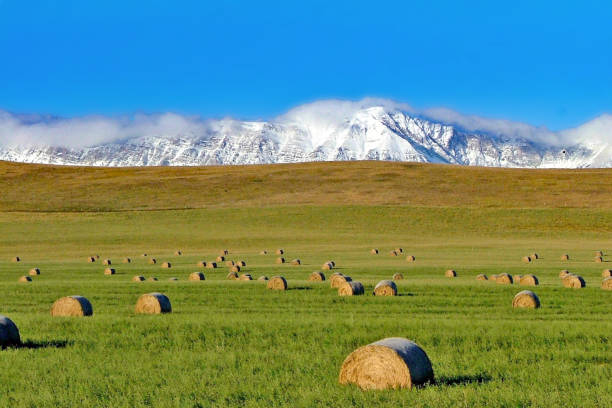 istock Late fall hay field with round bales 815390668