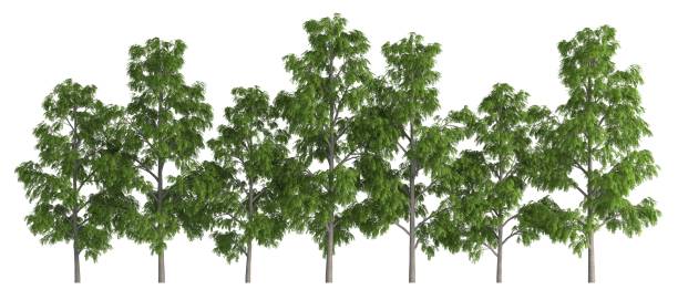 istock Group of trees isolated on white 3d illustration 815398576
