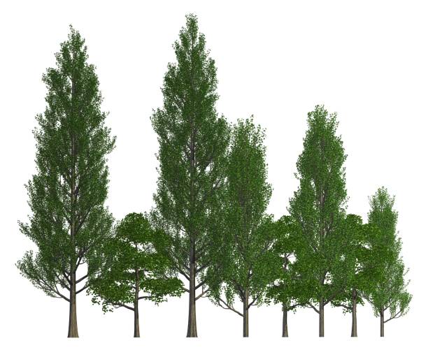 istock Group of trees isolated on white 3d illustration 815401086