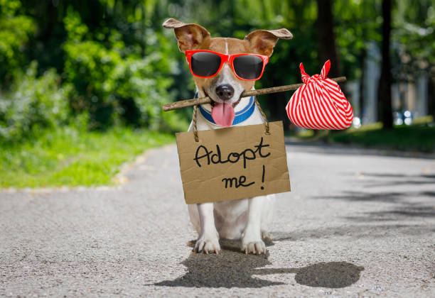 istock lost  and homeless abandoned dog 815401206