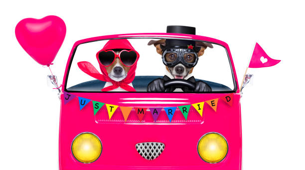istock gay pride couple  marriage 815401230