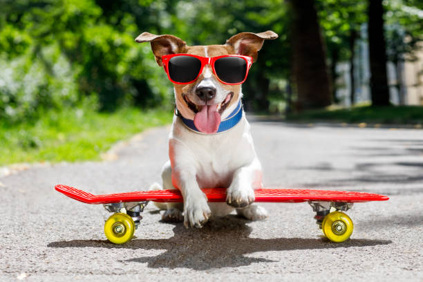 istock skater dog on skateboard 815401332