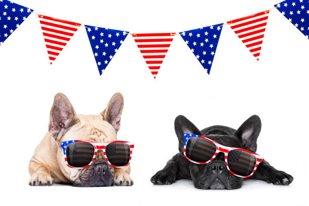 istock independence day 4th of july dog 815401356