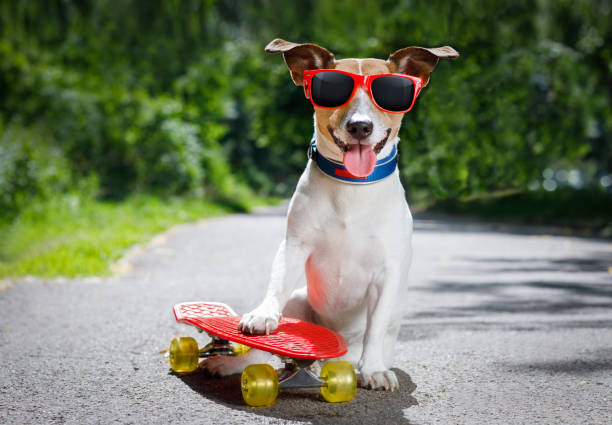 istock skater dog on skateboard 815401368