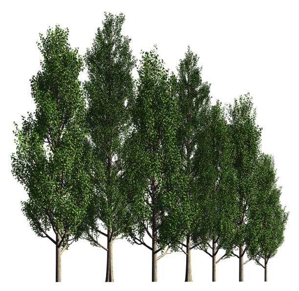istock Group of trees isolated on white 3d illustration 815401426