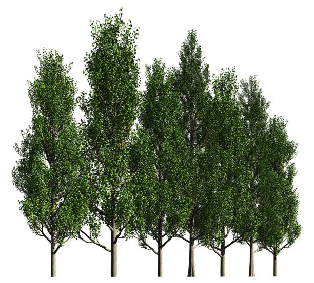 istock Group of trees isolated on white 3d illustration 815411540