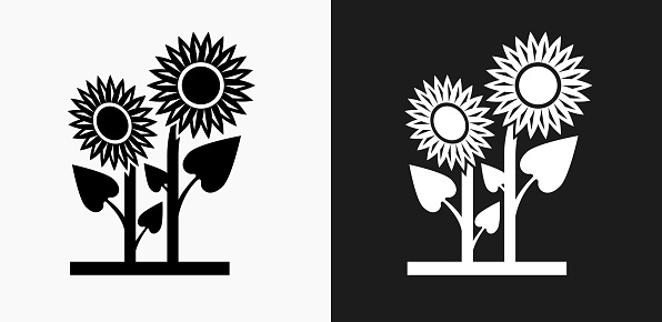 Sunflower Icon on Black and White Vector Backgrounds. This vector illustration includes two variations of the icon one in black on a light background on the left and another version in white on a dark background positioned on the right. The vector icon is simple yet elegant and can be used in a variety of ways including website or mobile application icon. This royalty free image is 100% vector based and all design elements can be scaled to any size.