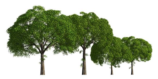 istock Group of trees isolated on white 3d illustration 815412172