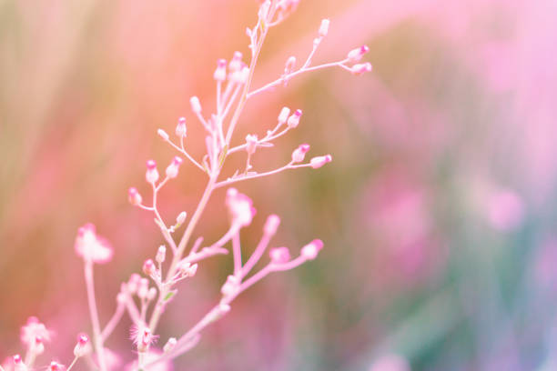 istock Wild Grass flower ,nature spring ,autumn flower two tone  background 815417418