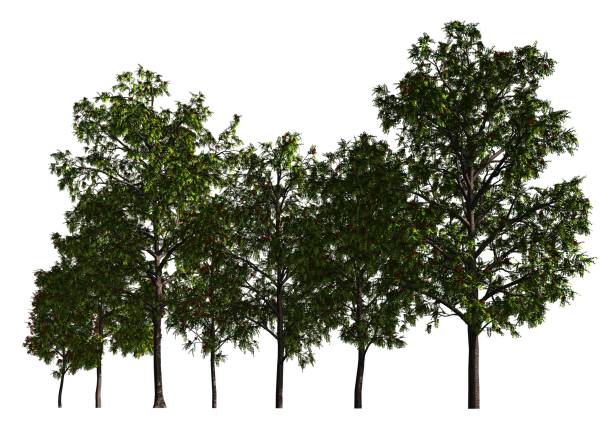 istock Group of trees isolated on white 3d illustration 815420130