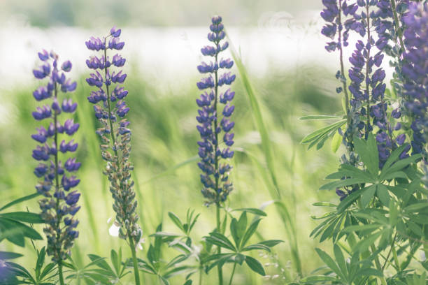 istock Lupine plants on a plant background 815425156