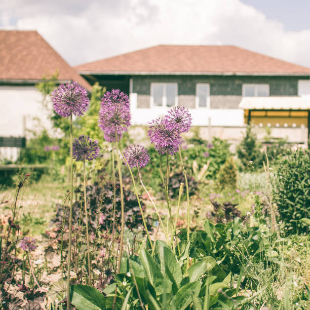 istock Garden plants in the villa 815425544