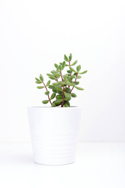 istock Fresh succulent plant in  white pot, on white background. 815430726