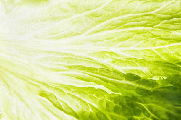 Fresh Green Leaf of Lettuce Super Macro