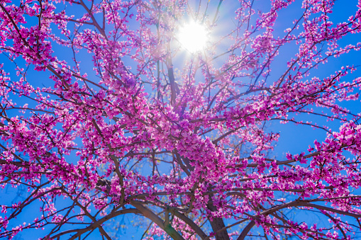 Pink  flowers,  Pink Redbud tree , sun rays , peeking through the branches, Redbud tree, flowering Redbud tree
