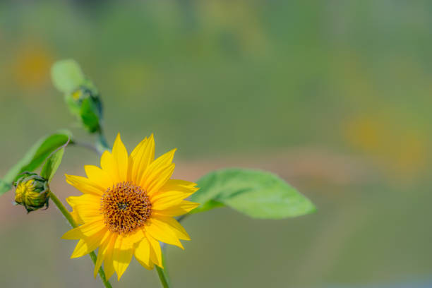 Close-up sunflower field in Turkey.
