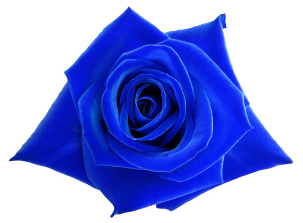 Blue Rose Flower On White Isolated Background With Clipping Path