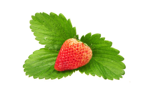 istock Strawberry and Strawberry  leaves on the white background 815465946