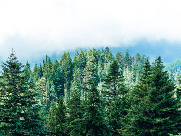 istock Iron Mountain Western Oregon Peak Low Cloud Sky Forest 815474460