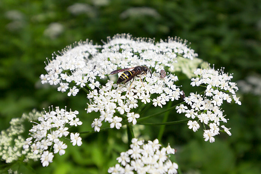 Bee on whites flowers