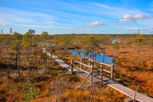 istock Autumn colors mire landscapes 815477266