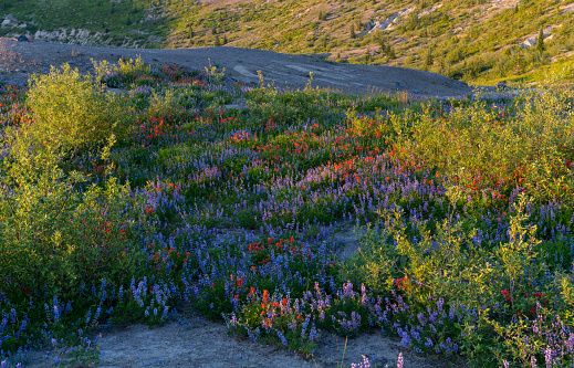 Mountain Flowers On Harry's Ridge Trail, Mt. Saint Helens National Monument, Washington State, USA
