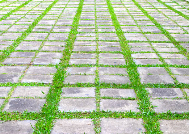 istock Pathway in garden,green lawns with bricks pathways,garden landscape design. 815498232