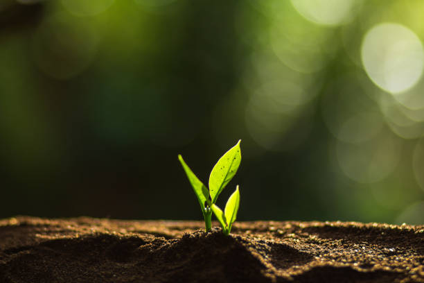 istock Plant a tree in nature,coffee tree,fresh 815500780