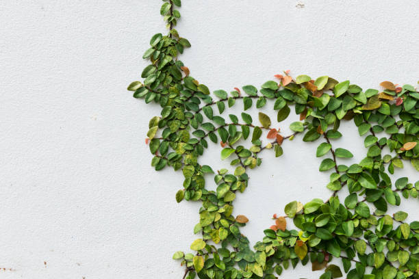 istock Coatbuttons Mexican daisy plant on cement wall 815503454