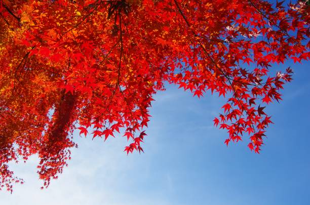 istock red leaves against the blue sky 815528084