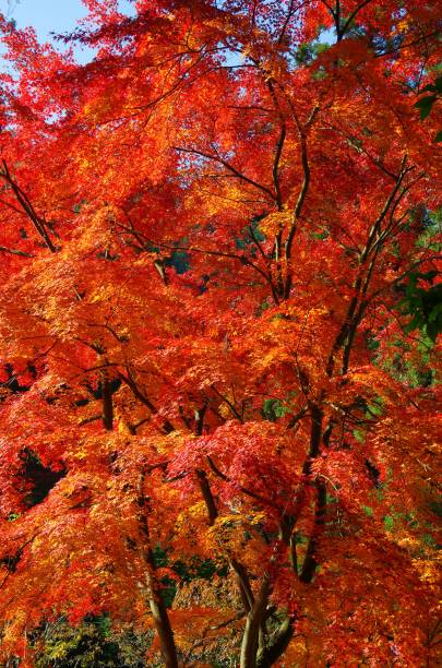 istock red leaves in autumn 815528102