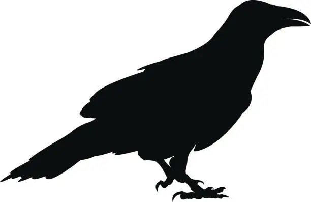 Vector illustration of Raven silhouette