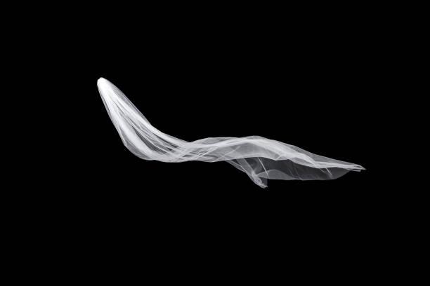 istock wedding white Bridal veil isolated on black background. veil flutters in the wind 815528464