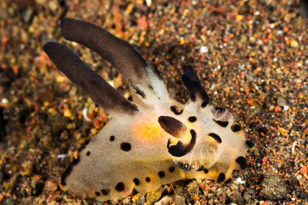 istock Thecacera Nudibranch, Sea Slug 815533164