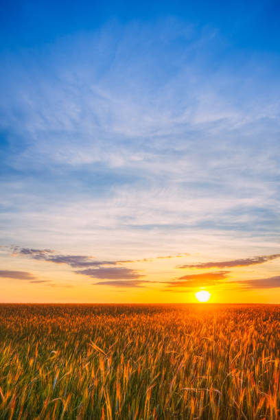 istock Eared Wheat Field,  Summer Cloudy Sky In Sunset Dawn Sunrise. Skyline. 815538494