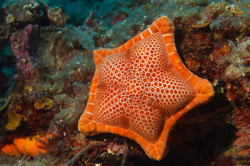 Starfish Sea life Underwater seastar Scuba diver point of view