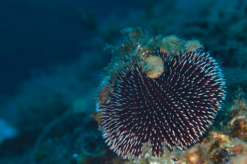 Sea Urchin Echinoderm  Underwater Sea life