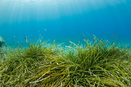 Sea weeds green on the ocean floor off the coast of Brittany, France during a beautiful summer day.