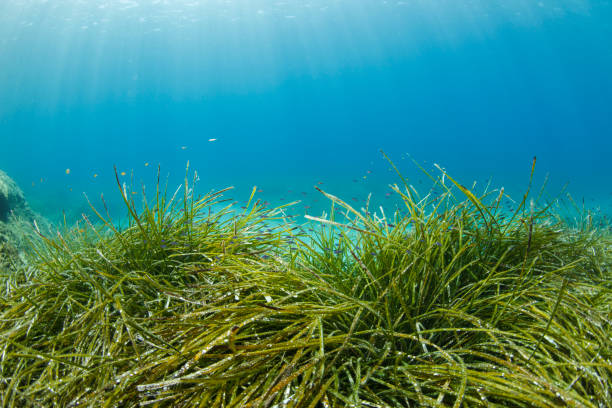 seagrasses podwodne życie morskie scuba nurek punkt widzenia trawa morska posidoniaceae - sea grass zdjęcia i obrazy z banku zdjęć