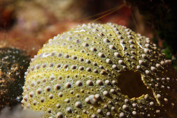 sea urchin close up underwater long spines ocean scenery. Black Diadema Sea Urchins. Long Spined Sea Urchin.